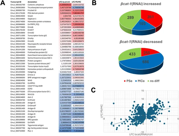Reducing bat-1 gene activity shifts Echinococcus cells toward an early developmental state, shown by changes in gene activity patterns.