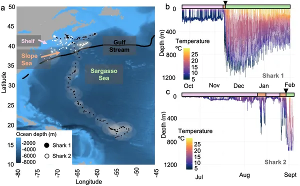 Tracks and depth-temperature data of two basking sharks show their movement and habitat use in the Northwest Atlantic regions.