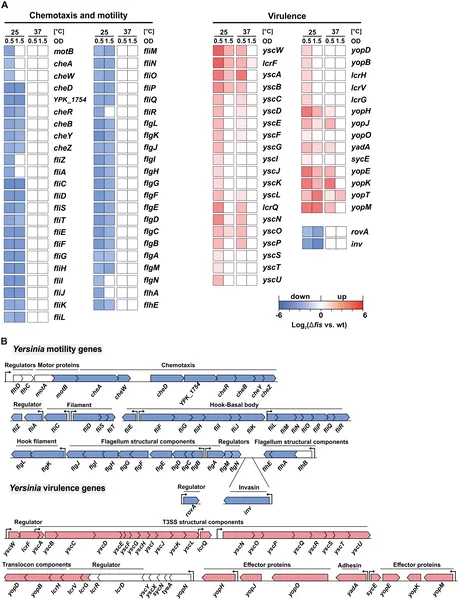 Gene activity linked to movement and infection changes with temperature in bacteria lacking Fis protein, shown by color-coded heatmap and gene layout.