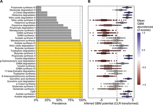 Gut microbiome pathways linked to brain activity vary in presence and abundance among GERO study participants.