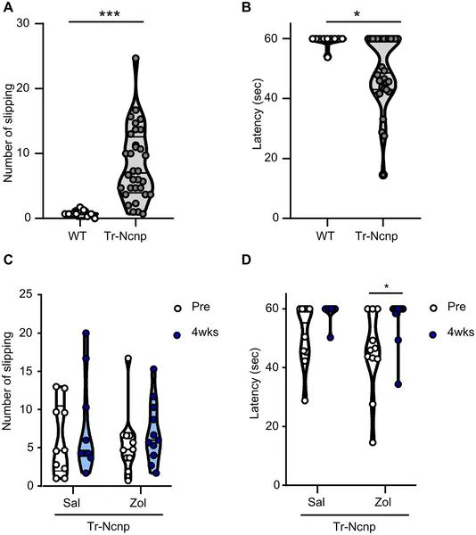 Zolmitriptan improved nerve function and reduced tremors in mice, shown by fewer slips and longer balance times on a narrow beam test.