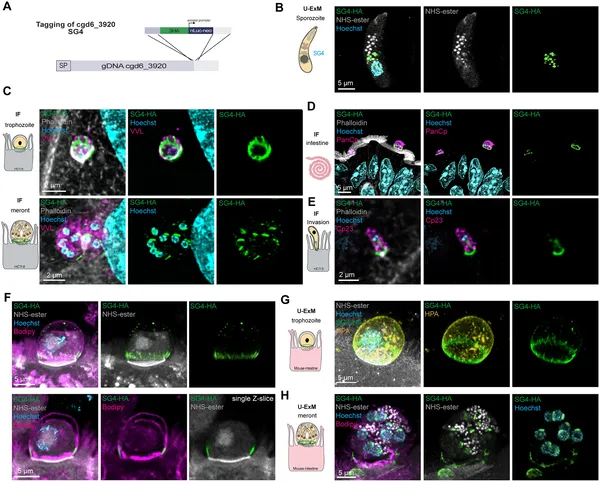Protein Cgd6_3920 gathers at the parasite-host cell boundary, forming a ring-like structure during infection stages in cells and mouse tissue.