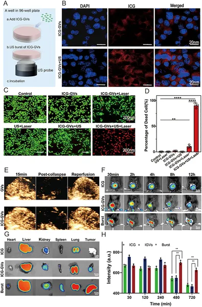 Ultrasound boosts delivery of ICG dye into tumor cells, improving treatment and showing higher tumor targeting in mice.