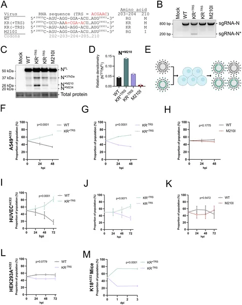 Mutations in the SARS-CoV-2 N gene boost virus fitness, shown by genetic changes, RNA profiles, protein levels, and competition in infected cells.