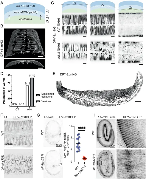 The enzyme BLI-4 helps worms secrete collagen needed to build their new skin layer, shown by imaging and protein patterns in larvae.