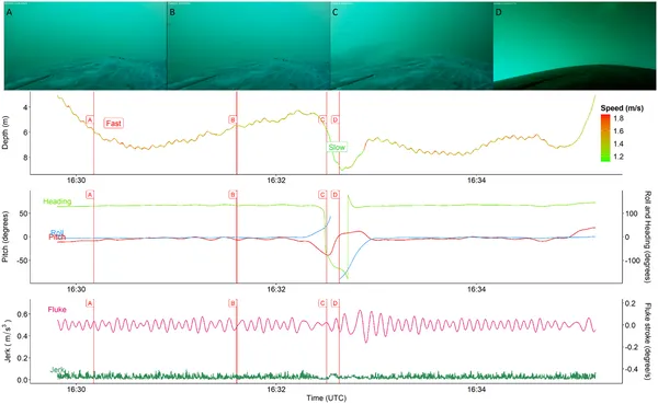 A sea animal's non-foraging dive on Aug 3, 2023, shows its depth, speed, body orientation, and movement captured by video and sensors.