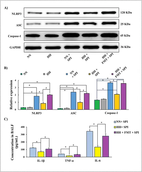 FMT treatment restored key immune proteins and reduced inflammation in rats infected with pneumonia under low oxygen conditions.