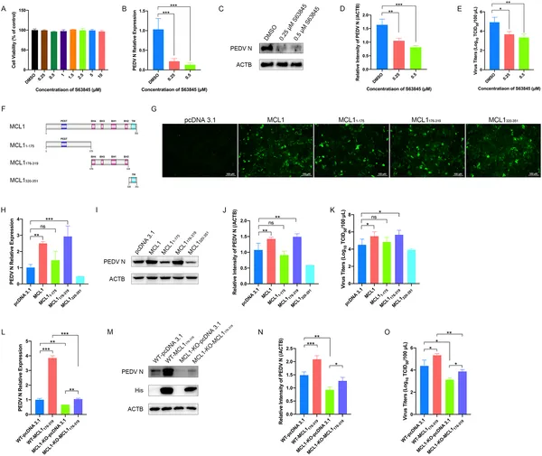 MCL1 helps PEDV virus grow, and blocking its BH domain reduces infection and virus levels in cells.