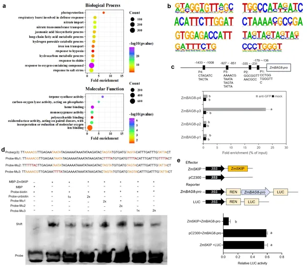 ZmSKIP protein reduces ZmBAG8 gene activity by binding specific DNA motifs in its promoter, shown through multiple lab tests.