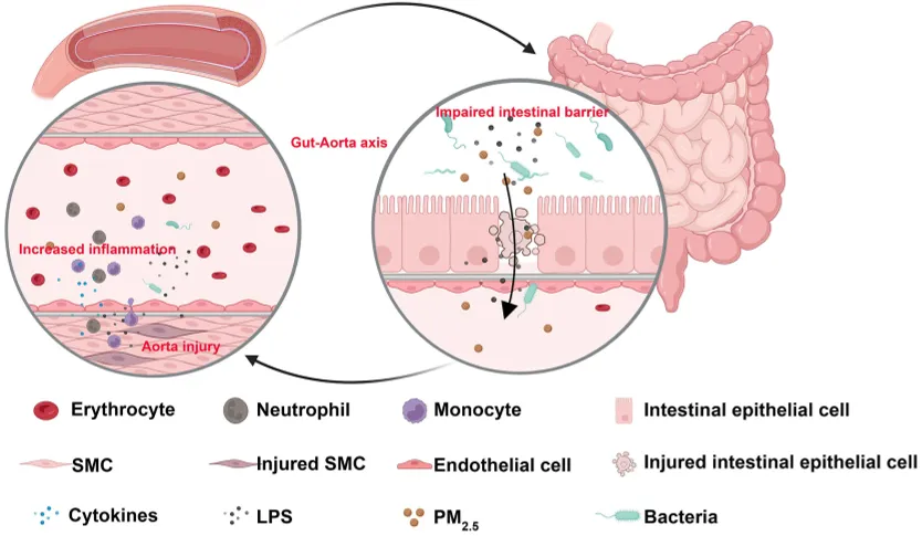 Diagram showing how tiny air particles (PM2.5) affect the gut and aorta, involving smooth muscle cells and bacterial toxins (LPS).