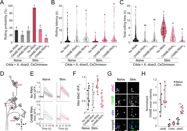 The octopamine receptor OAMB is essential for larvae to become more sensitive to harmful stimuli after experience, shown by behavior and neuron activity tests.