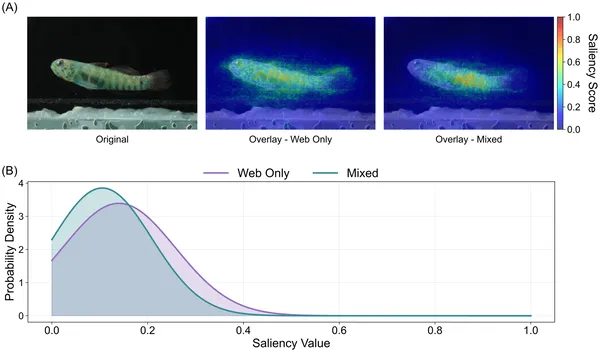 Models trained on different datasets highlight different parts of a dwarfgoby fish image, showing how training data affects attention patterns.