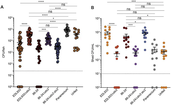 Shiga toxin 2 helps reduce certain gut bacteria in infected fish larvae compared to controls after 24 hours of infection.