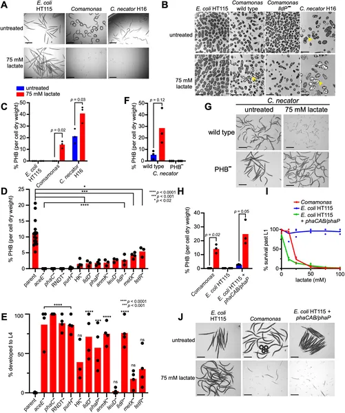 Bacteria produce PHB, a compound that helps kill C. elegans worms, shown by images and chemical tests under different conditions.