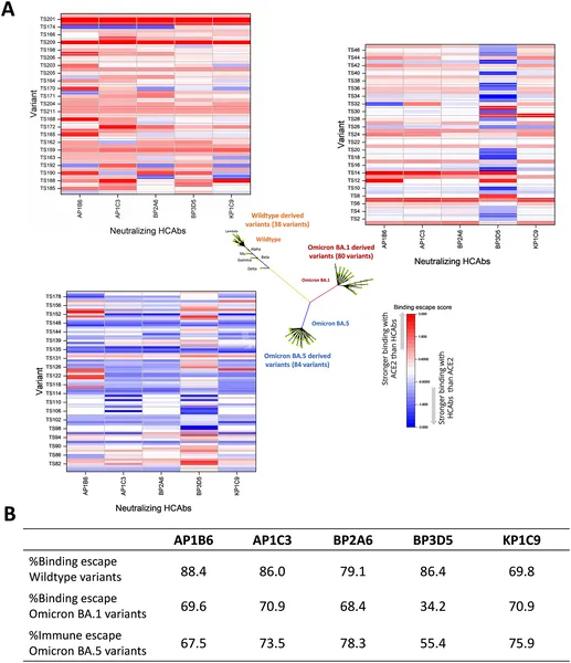 This figure compares how well different COVID-19 variants bind to human cells and antibodies, showing which may better evade immune defenses.