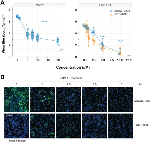 MWAC-3475 reduces Zika virus levels and protein in infected cells, showing strong antiviral effects at various doses.