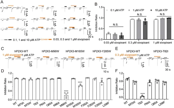 Sivopixant reduces human P2X3 receptor currents triggered by ATP, with effects varying by ATP dose and receptor mutations.