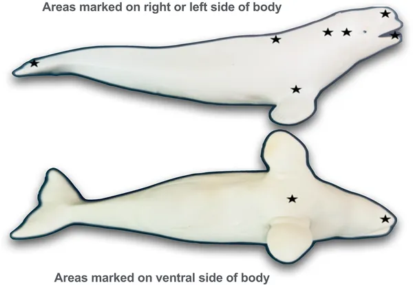 Shows where marks and fake marks were placed on Natasha and Maris during mirror and control tests.