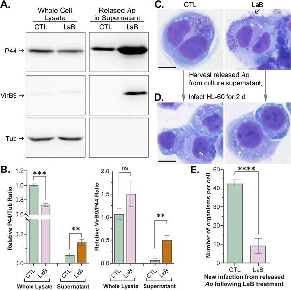 Treating infected cells to break down their skeleton releases less infectious bacteria, shown by protein tests and cell staining.