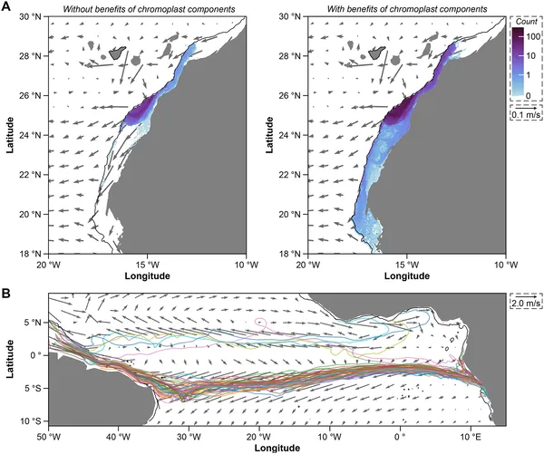 Particles released from Tenerife spread farther and cross the Atlantic to Brazil after 181 days, aided by light-driven activity, compared to 102 days without it.