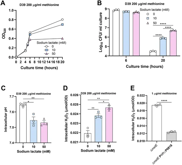 Sodium lactate lowers bacterial pH, raising H2O2 levels and affecting growth and survival in different bacterial strains.