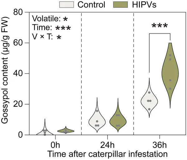 Gossypol levels in plants exposed to volatiles from healthy or caterpillar-infested plants show significant changes after caterpillar attack.