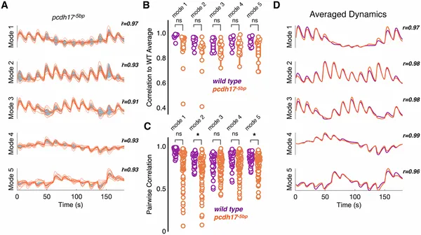 Mutations in pcdh17 change brain activity patterns in mutant larvae compared to normal ones, showing altered neural responses.