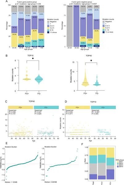 FG+ breast cancer patients tend to have more mutations, with mutation counts and types varying by age and FG status.
