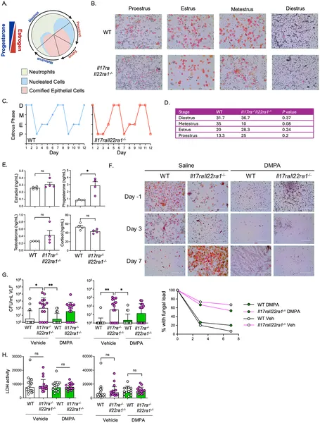 This figure shows hormone changes, cell types, infection levels, and tissue damage in mice during their reproductive cycle and after treatments.