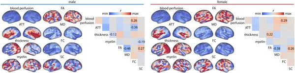 Brain maps show that higher BMI links to lower blood flow, with key brain features strongly connected across males and females.