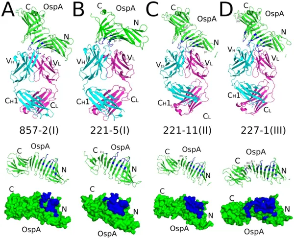 Crystal structures show how different antibodies bind to the same spots on OspA ST1 protein, highlighting key interaction areas.