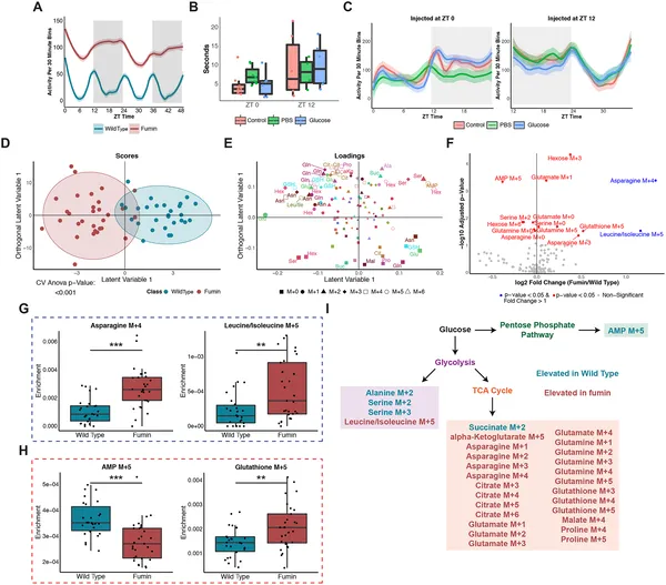 A mutant fly uses energy differently after eating sugar, showing changes in activity, climbing, movement, and metabolism compared to normal flies.
