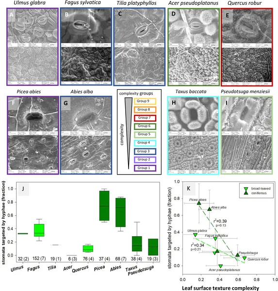 Fungal threads grow toward leaf pores, with some plants having protective barriers that block fungal entry, shown in detailed microscope images.
