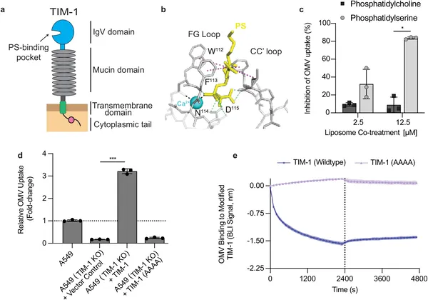 TIM-1’s PS-binding pocket is essential for OMV attachment and uptake, shown by structural details and cell experiments blocking this interaction.