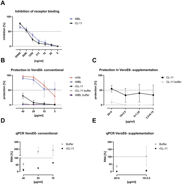 Lab tests show rCL-11 and rMBL proteins can block the virus from binding cells and reduce SARS-CoV-2 infection in cell cultures.