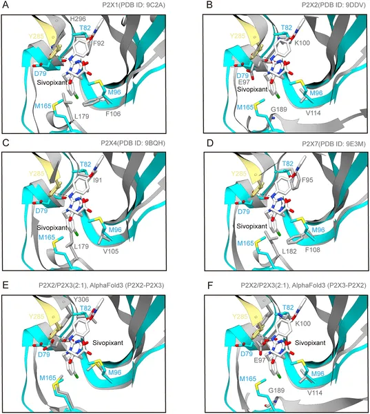 Close-up views compare sivopixant binding in different P2X receptor types, highlighting subtype-specific interactions in the P2X3 receptor.
