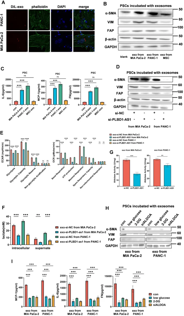 Tumor cell exosomes are absorbed by PSCs, helping activate them into CAFs, shown by labeled cell parts and protein analysis.