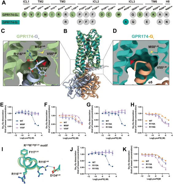 This figure shows how GPR174 interacts differently with G proteins Gαs and Gαi, highlighting key residues and effects of mutations on receptor activation by LysoPS.