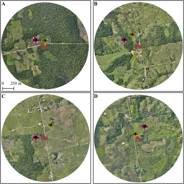 Maps show forest cover and palm tree locations near homes in Cruzeiro do Sul, Brazil, highlighting insect infections across different forest areas.