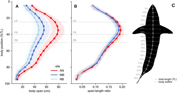 Shark body widths were measured along their length at three sites, showing average sizes and variations standardized by total length.