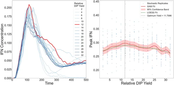 IFN levels rise then fall with increasing DIP yield, peaking at an optimal point shown by multiple model fits and simulations in cell layers.