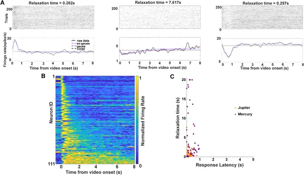 Neurons show varied response times and decay rates during video viewing, reflecting how the brain processes and remembers visual events over seconds.