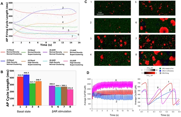 Simulations show how RyR density and clustering together affect heart cell firing rates during βAR stimulation.