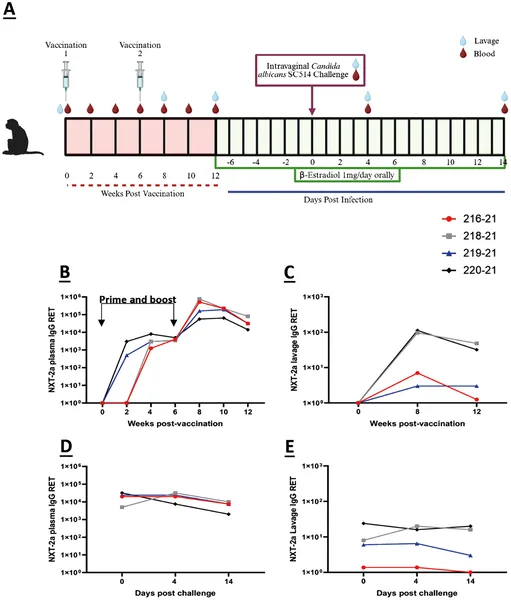 Vaccinated macaques showed increased anti-NXT-2a IgG antibodies in blood and vaginal samples over 12 weeks after vaccination and fungal challenge.
