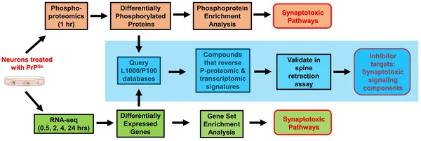 A step-by-step study identified key prion disease pathways and 52 compounds that protect brain cells from damage.