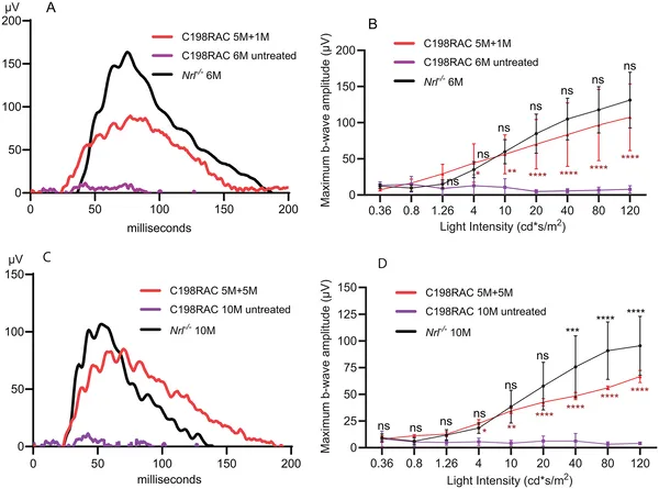 Gene therapy improved vision in treated mice, showing stronger eye responses compared to untreated mice over 1 and 5 months.