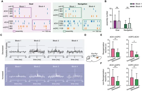 Learning changes how brain regions dCA1 and mOFC coordinate neuron activity during navigation and goal tasks over time.