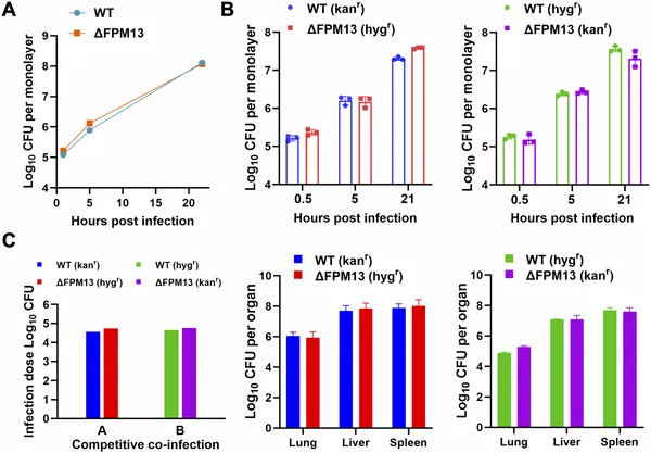 FPM13 gene is not needed for F. novicida bacteria to grow in human immune cells or spread in mice organs.