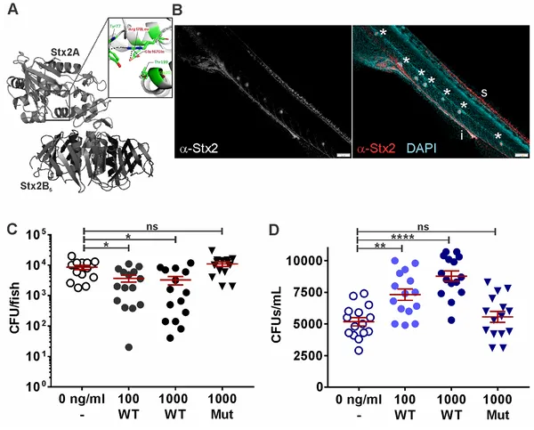 Shiga toxin 2 reduces gut bacteria in fish larvae, accumulating in intestines and other tissues after exposure to the toxin.
