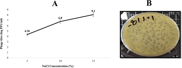 Higher salt levels boost Halo KS-7 virus stability and infectivity, with strongest activity seen at 15% NaCl concentration.